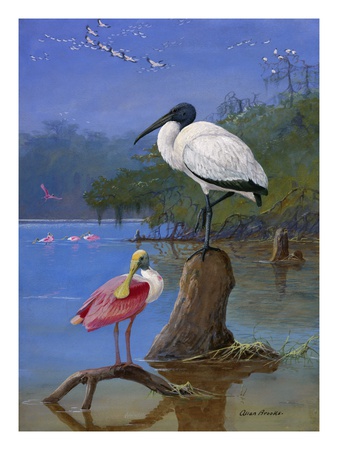 A Wood Ibis Perches With A Roseate Spoonbill On Dead Tree Limbs. by National Geographic Society Pricing Limited Edition Print image