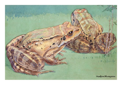 The Mountain Chicken Is An Edible Species Of Frog. by National Geographic Society Pricing Limited Edition Print image