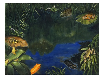 Painting Of Rare Tropic Frog Species. by National Geographic Society Pricing Limited Edition Print image