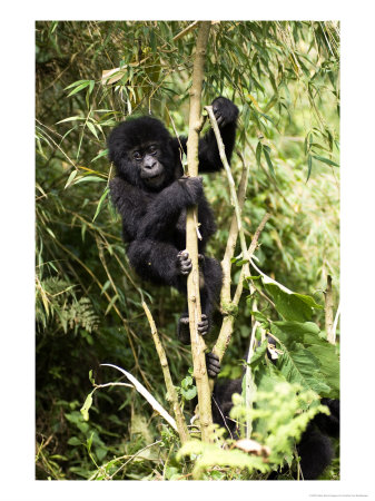 Mountain Gorilla, Baby Gorilla Climbing, Volcanoes National Park, Rwanda by Ariadne Van Zandbergen Pricing Limited Edition Print image