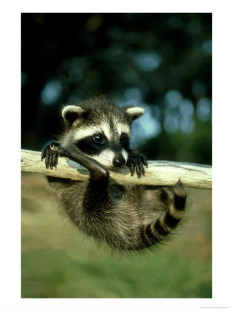 Raccoon, Portrait Of Young Coon In Aspen Tree, Uk by Daniel Cox Pricing Limited Edition Print image