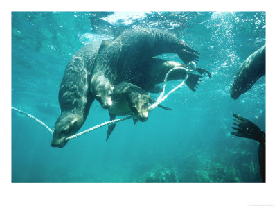 Galapagos Sea Lion, Pups Cavorting, Galapagos by Mark Jones Pricing Limited Edition Print image