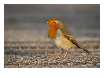 Robin, Standing, Hampshire, Uk by Elliott Neep Pricing Limited Edition Print image