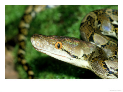 Reticulated Python, Indonesia by Brian Kenney Pricing Limited Edition Print image