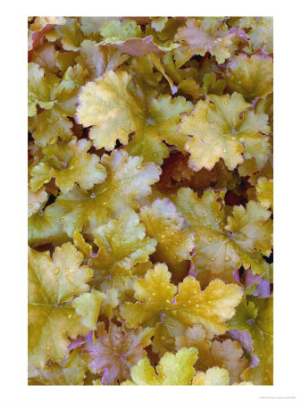 Amber Waves, Heuchera by Kidd Geoff Pricing Limited Edition Print image