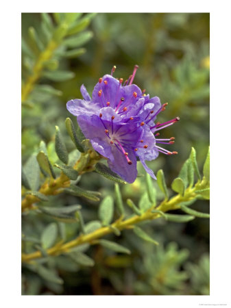 Rhododendron Impeditum, Flower by Kidd Geoff Pricing Limited Edition Print image