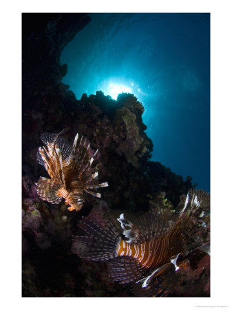Lionfish, Reef Panorama, New Caledonia by Tobias Bernhard Pricing Limited Edition Print image