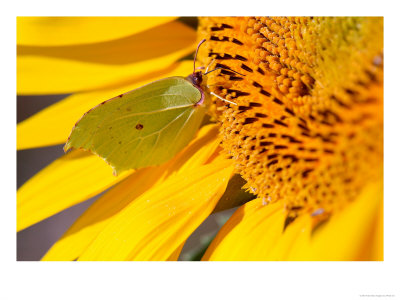 Brimstone Butterfly, Feeding On A Sunflower, West Berkshire, Uk by Philip Tull Pricing Limited Edition Print image