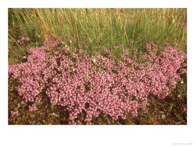 Wild Thyme, Flowering, Uk by Mark Hamblin Pricing Limited Edition Print image