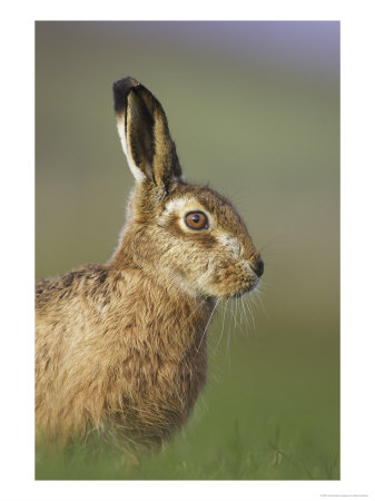 Brown Hare, Adult Portrait, Scotland by Mark Hamblin Pricing Limited Edition Print image