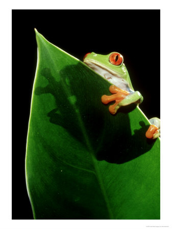 Red-Eyed Treefrog, Agalychnis Callidryas by John Netherton Pricing Limited Edition Print image