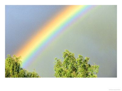 Rainbow Over Trees, Cairngorms National Park, June, Scotland by Mark Hamblin Pricing Limited Edition Print image