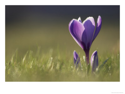Crocus, Flower Backlit, Scotland by Mark Hamblin Pricing Limited Edition Print image
