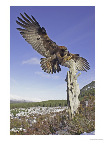 Golden Eagle, Adult Landing, Scotland by Mark Hamblin Pricing Limited Edition Print image