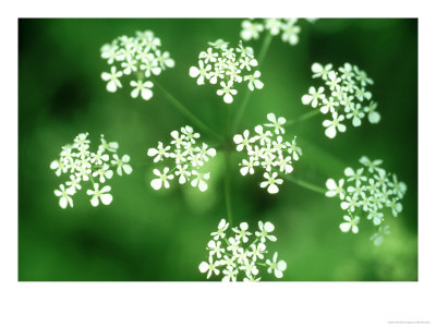 Cow Parsley, Umbel, Uk by Michael Leach Pricing Limited Edition Print image