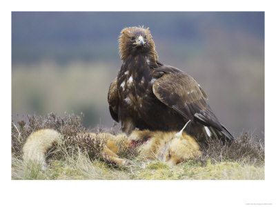 Golden Eagle, Adult Feeding On Red Fox, Scotland by Mark Hamblin Pricing Limited Edition Print image