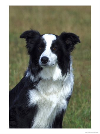 Border Collie, Portrait Of Nine Month-Old Dog by Mark Hamblin Pricing Limited Edition Print image