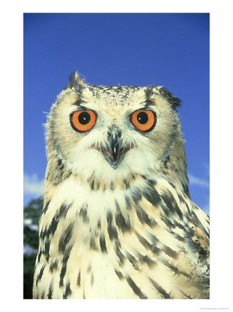 Bengal Eagle Owl, Bubo Bengalensis by Mark Hamblin Pricing Limited Edition Print image