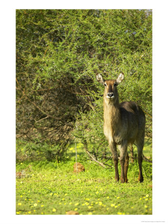 Waterbuck, Mashatu Game Reserve, Botswana by Roger De La Harpe Pricing Limited Edition Print image