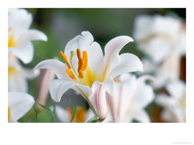 Regal Lily, Lilium Regale by Steffen Hauser Pricing Limited Edition Print image
