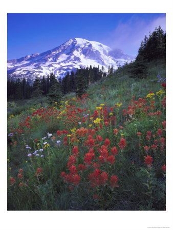 Mount Rainier National Park, Usa by Mark Hamblin Pricing Limited Edition Print image