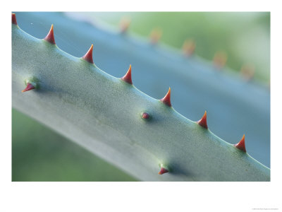 Cactus Detail, Aloe Marlotthii by Iain Sarjeant Pricing Limited Edition Print image