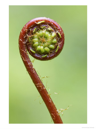 Hard Fern, Close-Up Of Frond Unfurling, Norway by Mark Hamblin Pricing Limited Edition Print image