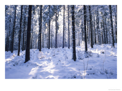 Forest In Winter, Alsace, France by Philippe Henry Pricing Limited Edition Print image