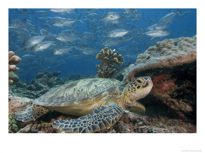 Green Sea Turtle, With Bigeye Jacks, Sipidan, Malaysia by David B. Fleetham Pricing Limited Edition Print image