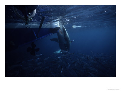 Great White Shark, Attacking Boat, S. Australia by Gerard Soury Pricing Limited Edition Print image