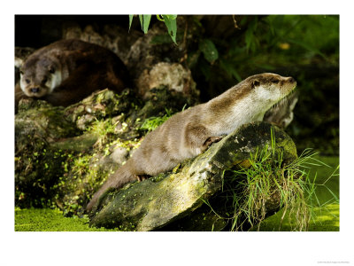Pair Of Otters Relaxing On Low Boughs Of A Willow Tree, Earsham, Uk by Elliott Neep Pricing Limited Edition Print image