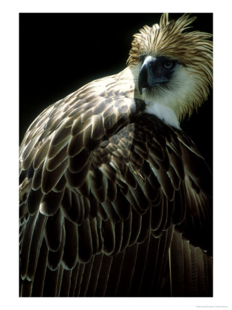 Philippine Eagle, Philippines by Patricio Robles Gil Pricing Limited Edition Print image
