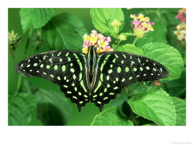Green-Spotted Swallowtail, Tangkoko Nature Reserve, Sulawesi by Michael Fogden Pricing Limited Edition Print image