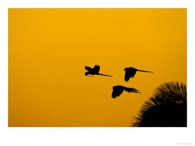 Hyacinth Macaws, Parrots In Flight At Sunrise, Brazil by Roy Toft Pricing Limited Edition Print image