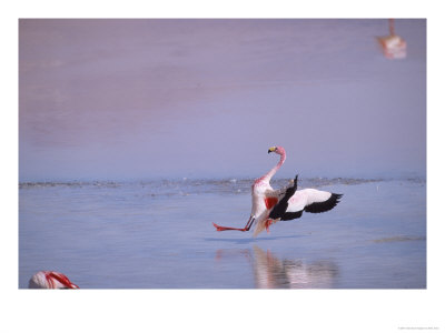 Jamess Flamingo, Slippery Landing, Laguna Colorada, Bolivia by Mark Jones Pricing Limited Edition Print image