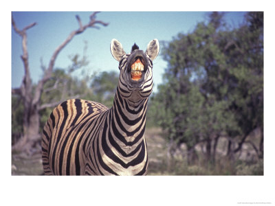 Burchells Zebra, Showing Teeth, Namibia by Chris And Monique Fallows Pricing Limited Edition Print image