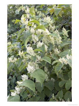 Japanese Knotweed, Flowering by Kidd Geoff Pricing Limited Edition Print image