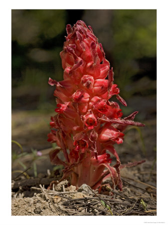 Sarcodes Sanguinea, Usa by Bob Gibbons Pricing Limited Edition Print image