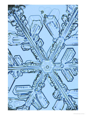 Snowflake, Close Up by Ted Kinsman Pricing Limited Edition Print image