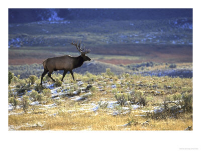 Rocky Mountain Elk, Yellowstone National Park, Usa by Mark Hamblin Pricing Limited Edition Print image