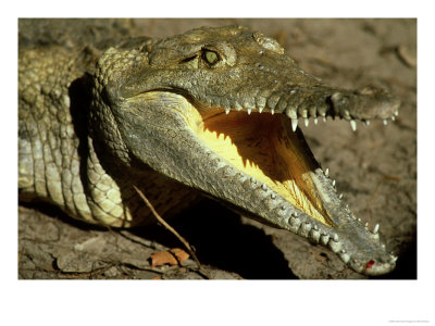 Orinoco Crocodile, Crocodylus Intermedius, Endangered Species by Brian Kenney Pricing Limited Edition Print image