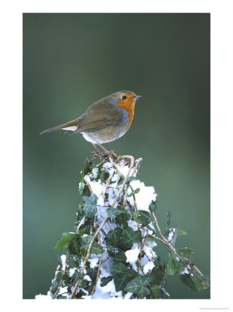 Robin On Ivy-Covered Stump In Snow, Uk by Mark Hamblin Pricing Limited Edition Print image