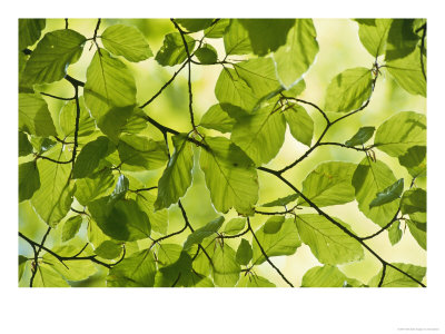 Beech Leaves In Spring, Fagus Sylvatica by Iain Sarjeant Pricing Limited Edition Print image