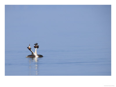 Great-Crested Grebes, Performing Courtship Ritual Dance, Lake Geneva, Switzerland by Elliott Neep Pricing Limited Edition Print image