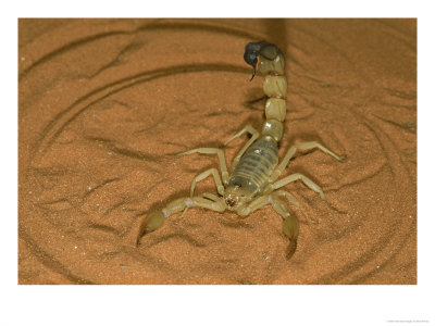 Yellow Desert Scorpion, Androctonus Australis Venomous Africa & Middle East by Brian Kenney Pricing Limited Edition Print image