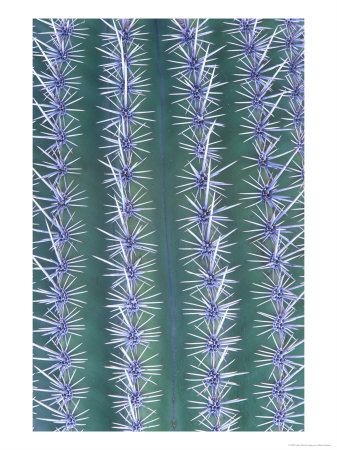 Saguaro Cactus, Close-Up Detail, Usa by Mark Hamblin Pricing Limited Edition Print image