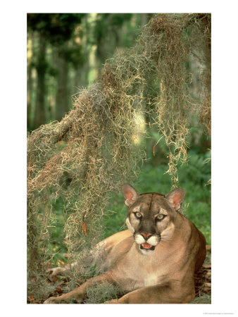 Florida Panther, Lying Under Spanish Moss, Usa by Brian Kenney Pricing Limited Edition Print image