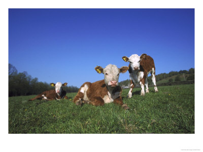Hereford Cattle, Calves In Grass Meadow, Uk by Mark Hamblin Pricing Limited Edition Print image