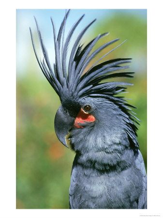 Palm Cockatoo, Probosciger Aterrimus, Displaying, Australia & New Guinea by Brian Kenney Pricing Limited Edition Print image