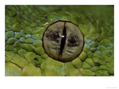 Green Tree Python, Eye by Brian Kenney Pricing Limited Edition Print image